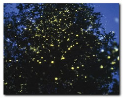 Fireflies watching on Koh Chang